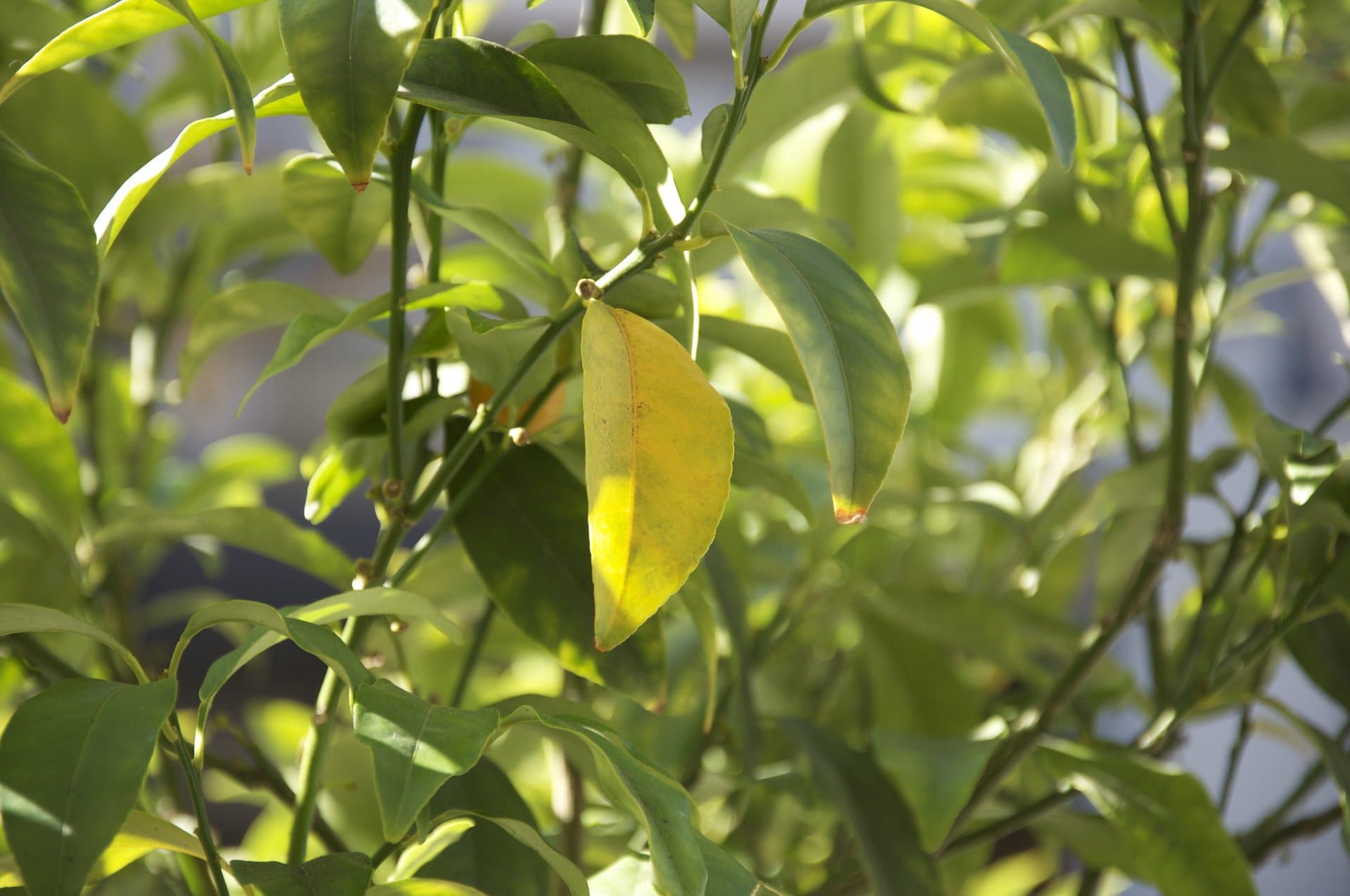 Ferko